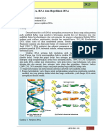 LKPD 2. Struktur DNA, RNA Dan Reprlikasi DNA.