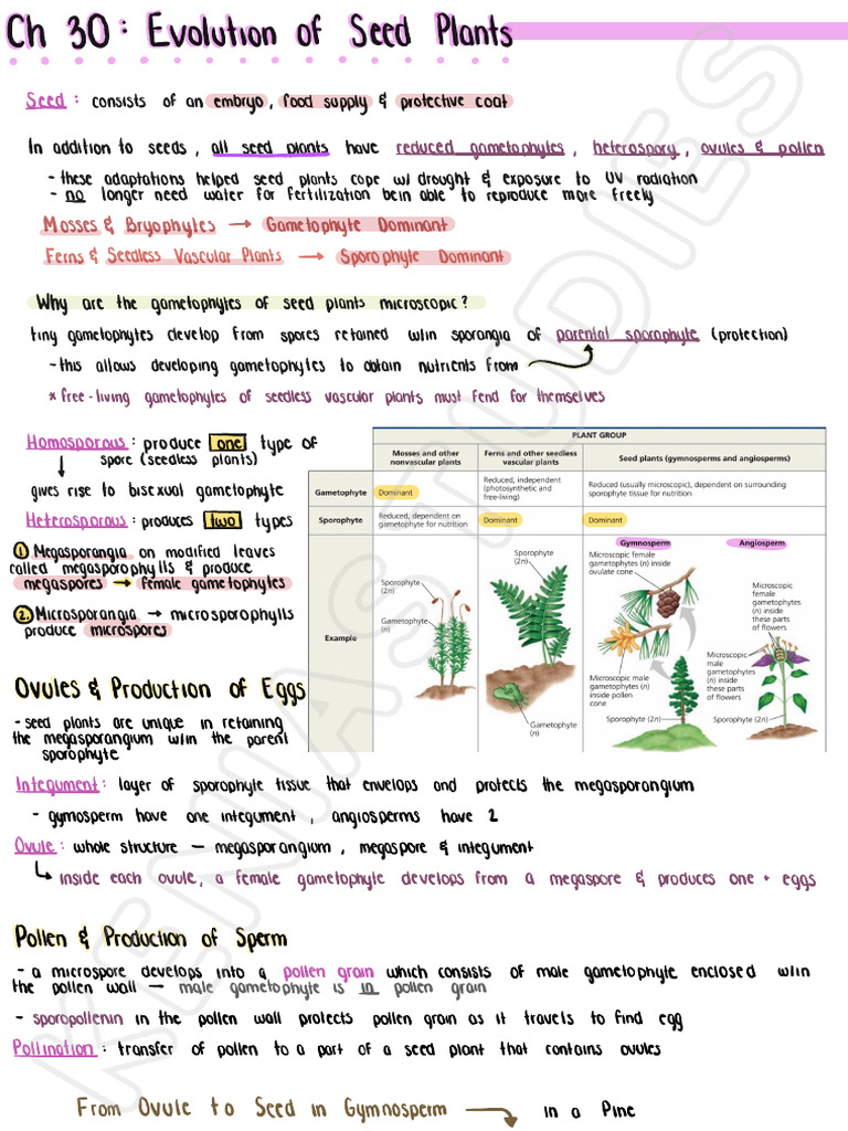 Evolution of Seed Plants | PDF | Fruit | Flowers