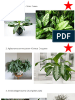 Plate 8 Foliage Reference Photo