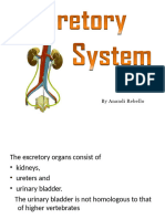 Excretory System 2021