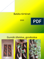 Batáta Történet 2020