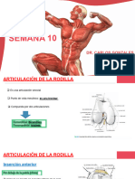 Semana 10 Anatomia