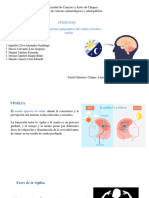 Funciones Integradoras Del Cerebro BORRADOR