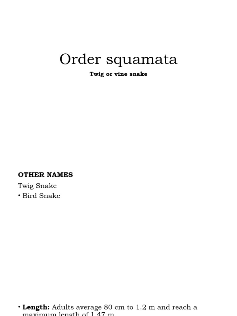 Twig or vine snake 1 pdf snake lepidosaurs