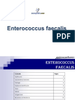 Enterococcus Faecalis