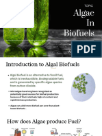 Algae in Biofuel Group 1 (Rachna)