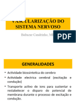 Vascularização Do Sistema Nervoso Actual