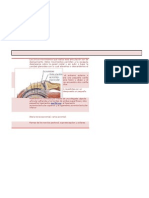 Articulación Acromioclavicular