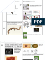 Parasito Cestodos y Trematodos Etc