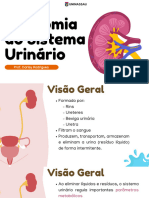 Aula 8 - Anatomia Do Sistema Urinário