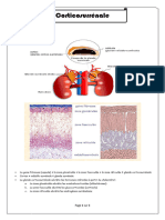 Corticosurrénale Résumé
