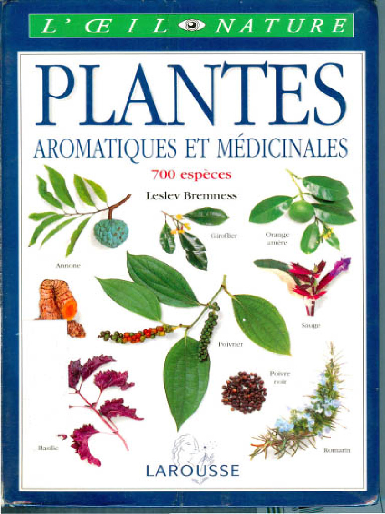 Plante Aromatique 7 Lettres