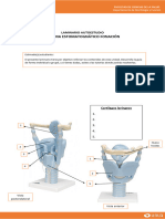 Laminario Sistema Estomatognático Fonación MYF201 202220