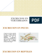 Excrecion en Vertebrados