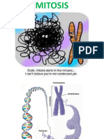 Ro Mitosis