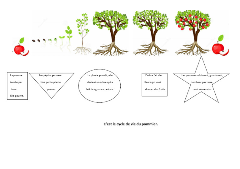 Cycle de Vie Du Pommier PDF