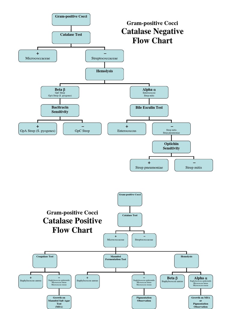 Catalase Negative Flow Chart: Gram-Positive Cocci | PDF | Cooking, Food ...