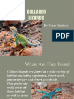 Collared Lizards