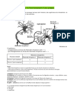 Exercices Expériences Synaptiques