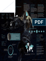 Infografia Lontra-Marinha