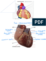 Anatomia Sistema Cardiovascular 