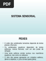 Sistema_Sensorial