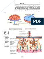 Placenta