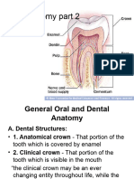 2.dental Anatomy Part 2