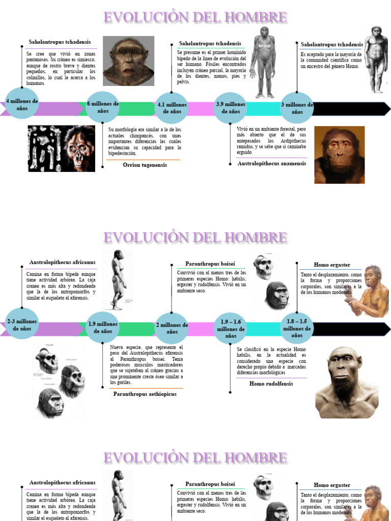 Etapas de la Evolución Humana | PDF | Evolución humana | Homo