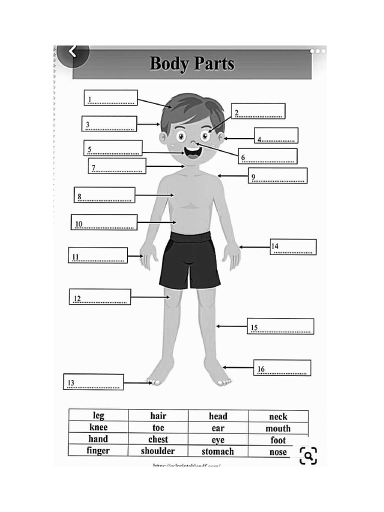 Body Parts PDF