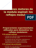 Funciones Motoras de La Medula Espinal