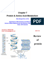07 Amino Acid Metabolism