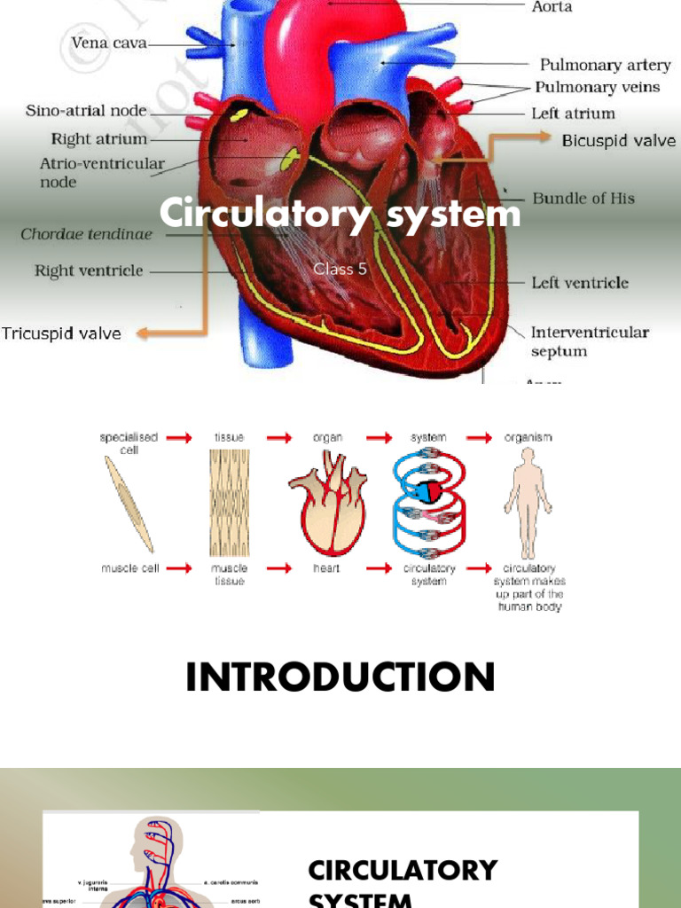 Class 5 Circulatory System Overview | PDF | Artery | Blood