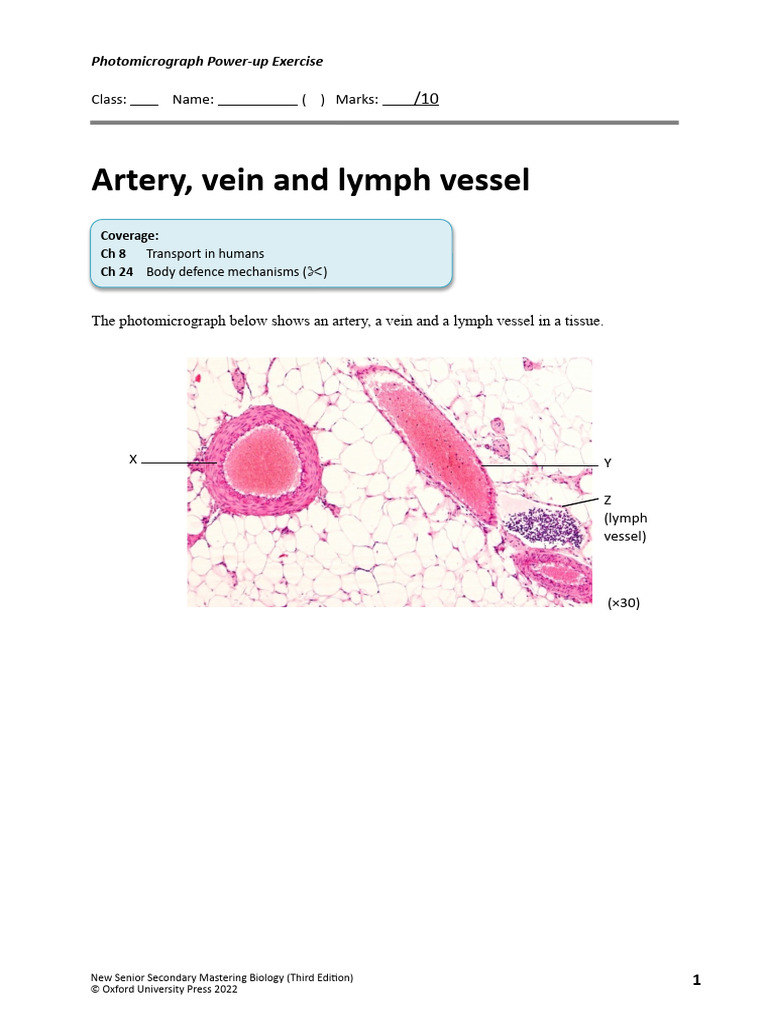 Lymphatic Vessel Vs Vein A Simple Trick To Tell Them Apart - 917e4aa