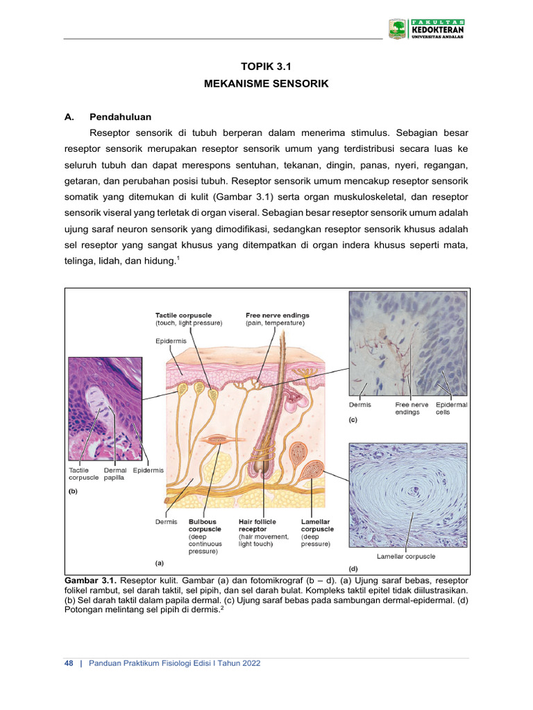 Mekanisme Reseptor Sensorik Kulit | PDF