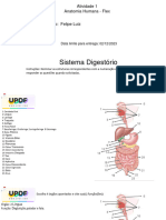 Atividade 3 - Digestório e Urogenital - Sábado FELIPE LUIZ