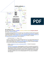 Pyrimidine Ribonucleotide Synthesis