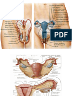 Lp1-spermatozoidul