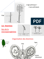 Cours 7 Reproduction - Sexuee - Angiospermes - Étamines, Pollen Et Pollinisation