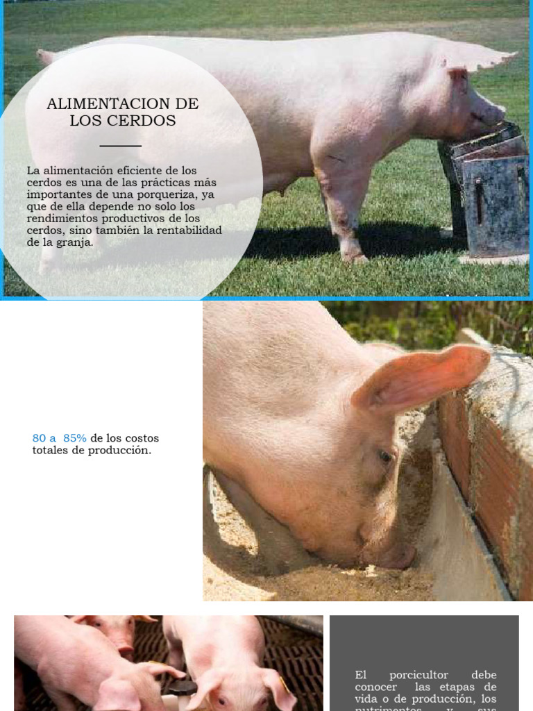 ALIMENTACIÓN DEL CERDO | PDF | Nutrición | Dieta y nutrición