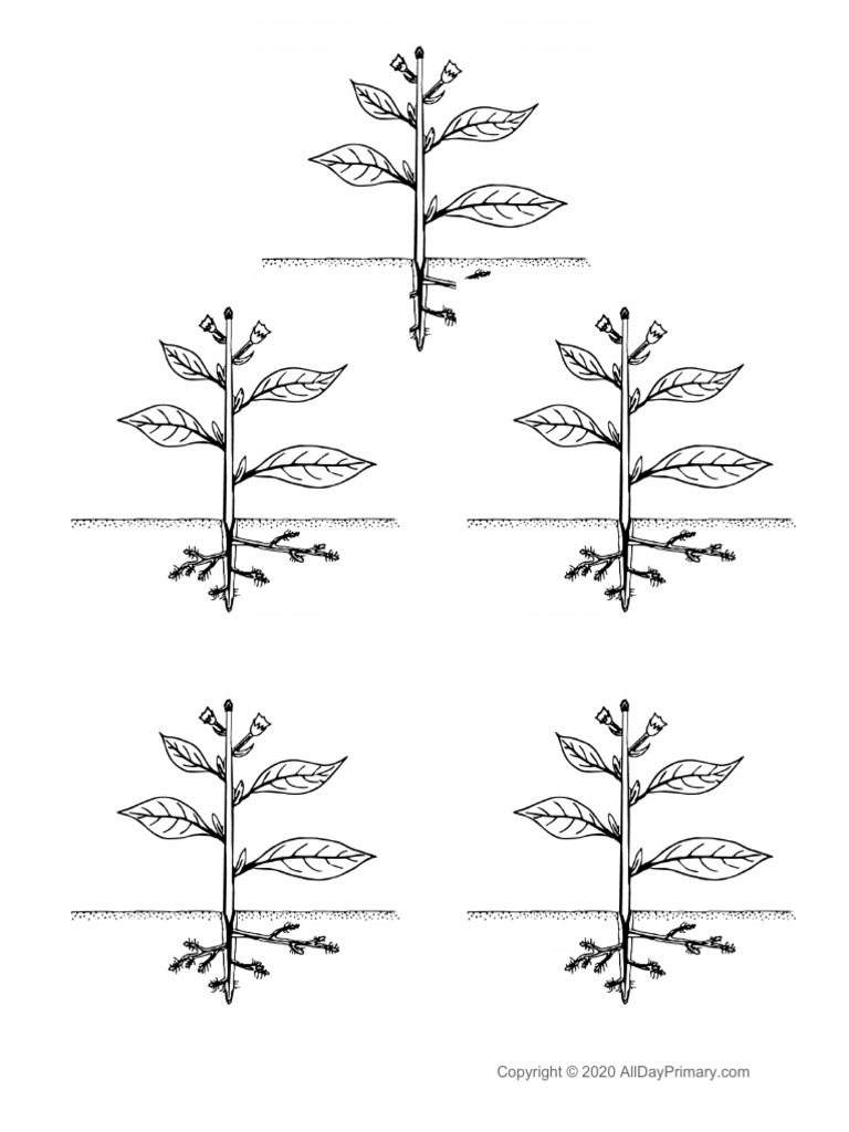 Parts of A Plant Coloring Sheet | PDF