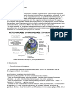 Mitochondrie Et Peroxysomes