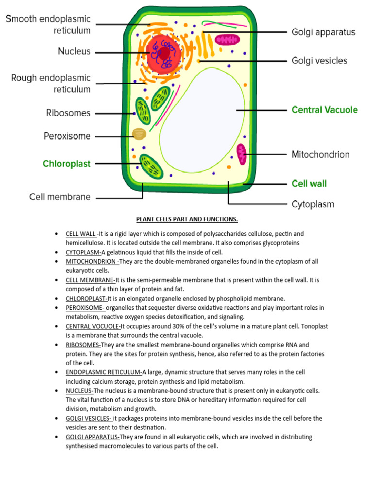 Plant Cell Structure and Functions Guide | PDF
