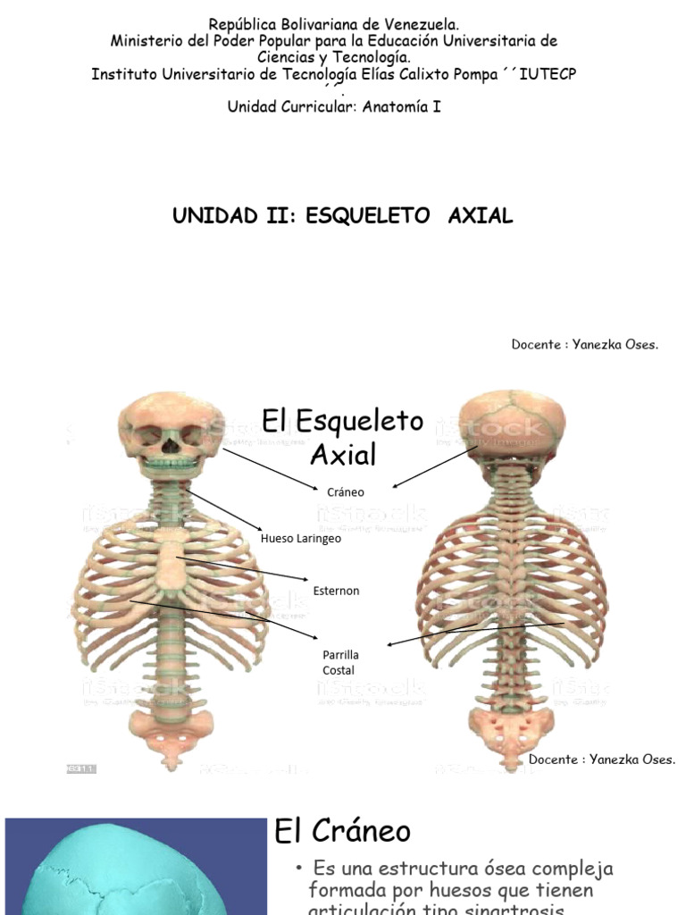 Unidad Iii Esqueleto Axial 1 Pdf Cráneo Vértebra