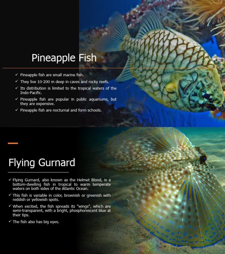 Pineapple Fish PDF