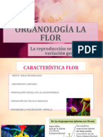 Organologia La Flor 2018-1