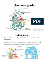 Citoplasma e Organelas