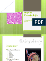 Embriyoloji 4