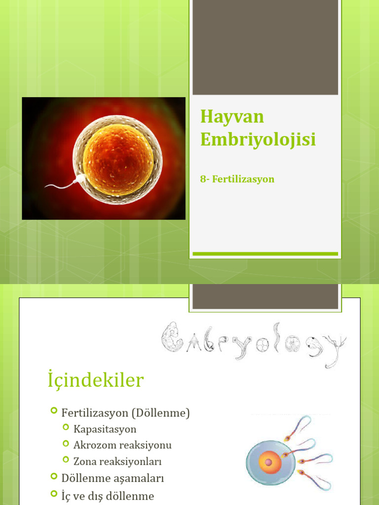 Embriyoloji 8 | PDF