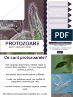 Protozoa Re